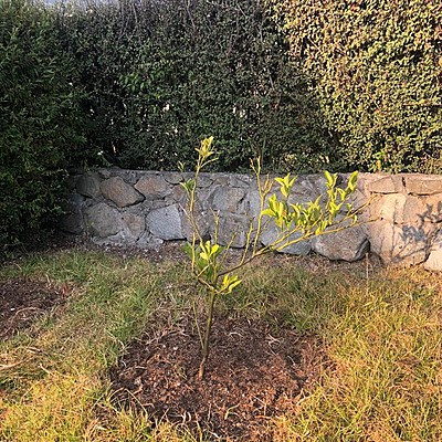 Timeline: Mi árbol de Limones