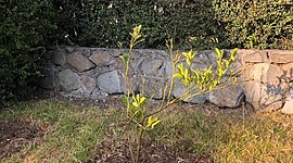 Timeline: Mi árbol de Limones