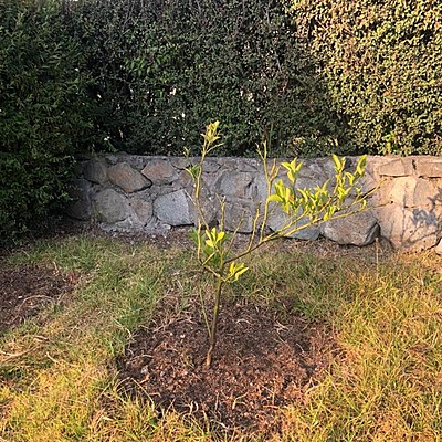 Timeline: Mi árbol de Limones