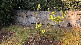 Timeline: Mi árbol de Limones