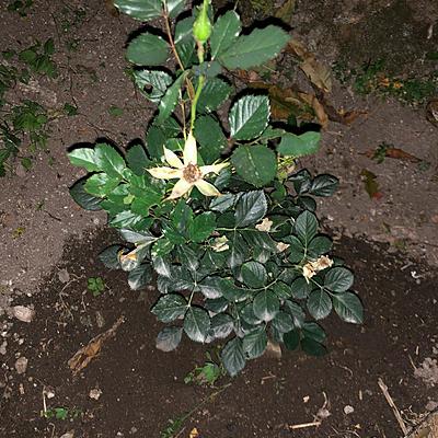 Timeline: Primer día