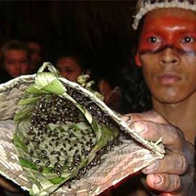 Timeline: Bullet ant gloves