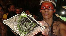 Timeline: Bullet ant gloves