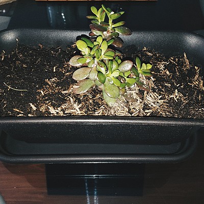 Timeline: EVOLUCIÓN DE LA PLANTA/ SEMANA 1