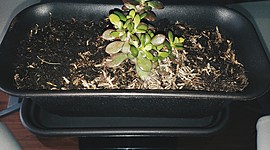 Timeline: EVOLUCIÓN DE LA PLANTA/ SEMANA 1