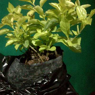 Timeline: Planta Jacob Ordoñez.