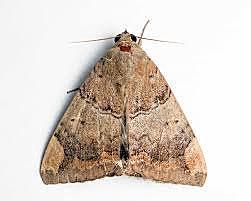 B̸̦̠̿̀͝ù̵͉̦͋̚g̵͍͖̠͆͌͐