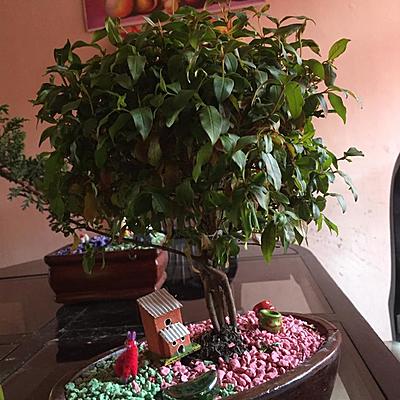 Timeline: CUIDADO DE PLANTA