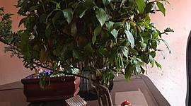 Timeline: CUIDADO DE PLANTA