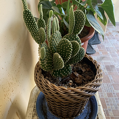 Timeline: Minicactus BV