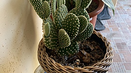 Timeline: Minicactus BV