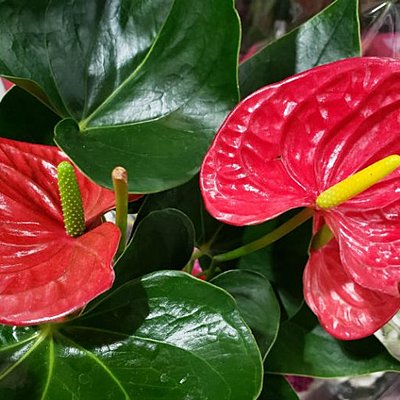 Timeline: BITACORA PLANTA ANTURIO