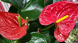 Timeline: BITACORA PLANTA ANTURIO