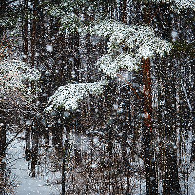 Timeline: Snow Falling on Cedar