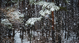 Timeline: Snow Falling on Cedar