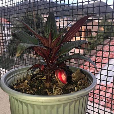 Timeline: Cronología de la planta