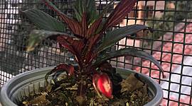Timeline: Cronología de la planta
