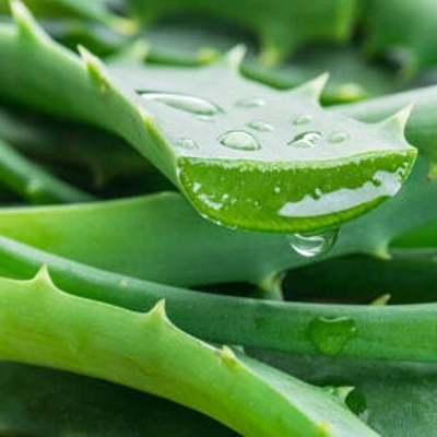 Timeline: Bitácora de Sábila (Aloe vera).