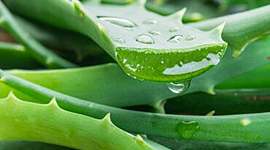Timeline: Bitácora de Sábila (Aloe vera).