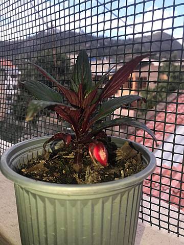 Cronología de la planta  - semana 1