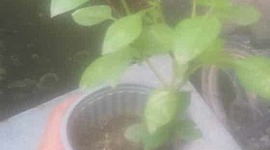 Timeline: PLANTA DE RANDY AGUIRRE