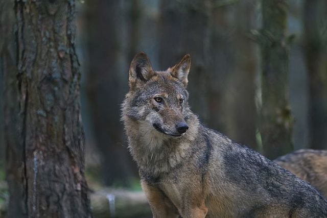 First gray wolf discovered