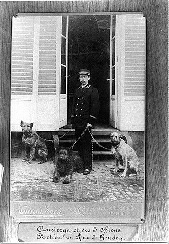 Police dogs in training