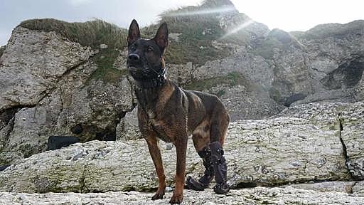 Military dogs emerge