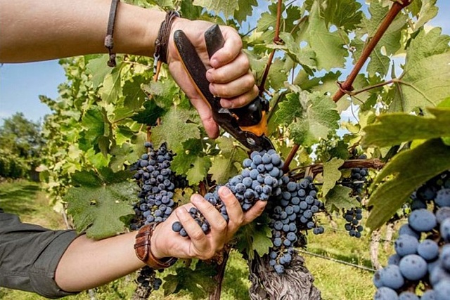 COSECHA DE MATERIA PRIMA