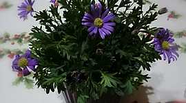 Timeline: Bitácora de una flor