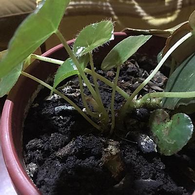 Timeline: Planta - Hojitas