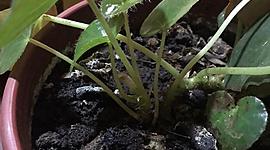 Timeline: Planta - Hojitas