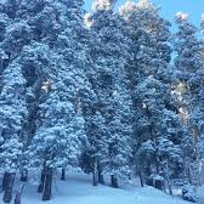 Timeline: Snow Falling on Cedars: How the Guterson's novel is based on historical events