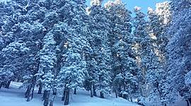 Timeline: Snow Falling on Cedars: How the Guterson's novel is based on historical events