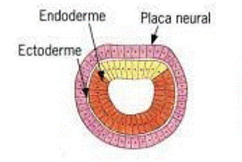 1° estágio da neurulação