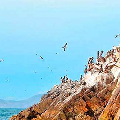 Timeline: La era del guano