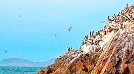 Timeline: La era del guano