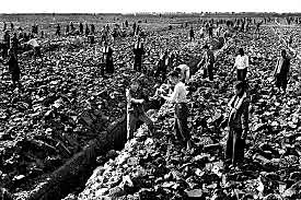 Modernización del sector agrario