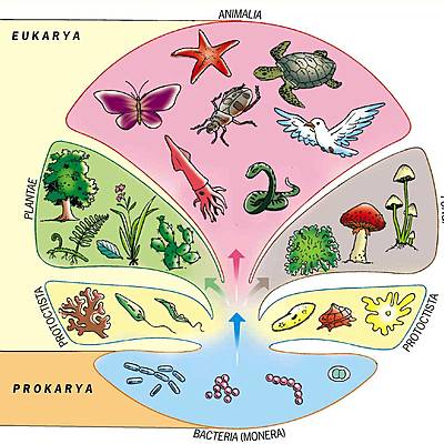 Timeline: LOS REINOS DE LA NATURALEZA