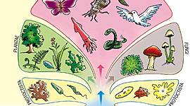 Timeline: LOS REINOS DE LA NATURALEZA