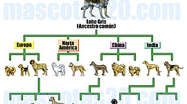 Timeline: perros