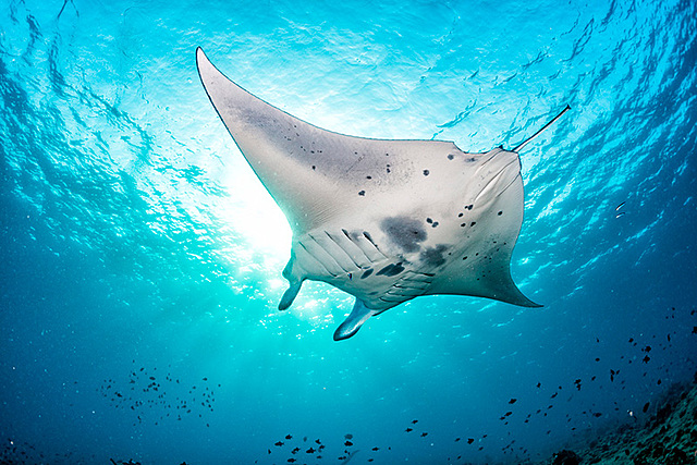 Mantarraya