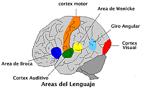 Nacimiento de la neuropsicología del lenguaje