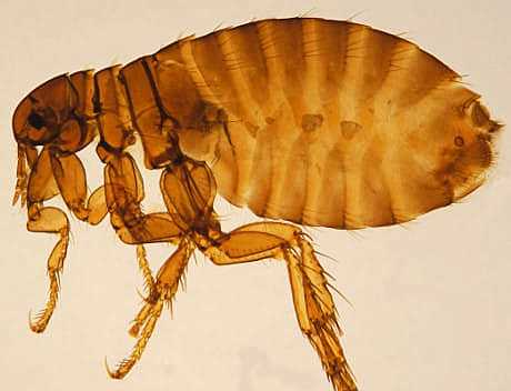 Nasce il bacillo della peste