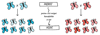 OBSERVACIONES FUNDAMENTALES SELECCIÓN NATURAL