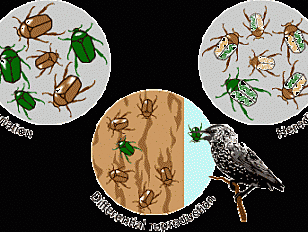 CONCLUSIONES DARWIN SELECCIÓN NATURAL