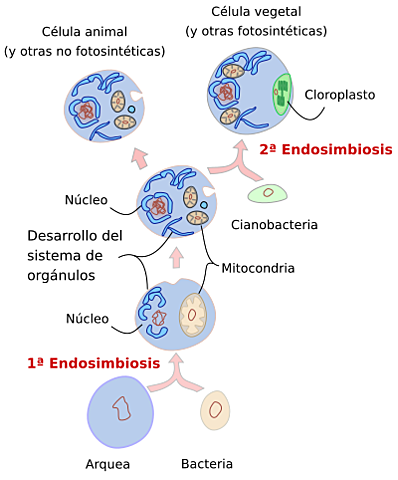 TEORIA ENDOSIMBIÓTICA
