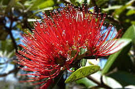 Kua tutuki te paetata?