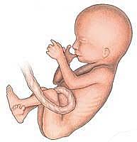 Periodo fetal
