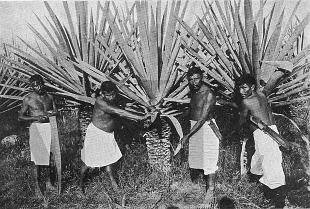 Incremento de Analfabetismo en México.